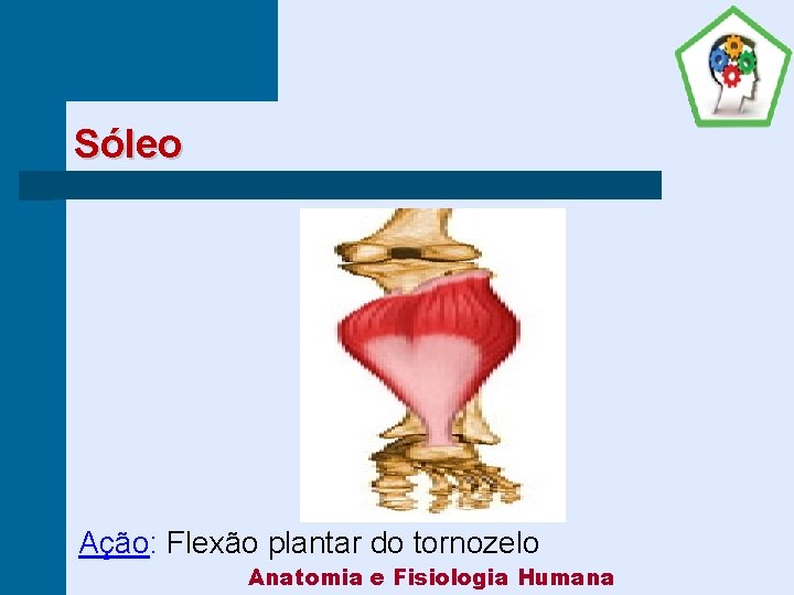 Sóleo Ação: Flexão plantar do tornozelo Anatomia e Fisiologia Humana 
