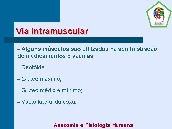 Via Intramuscular Alguns músculos são utilizados na administração de medicamentos e vacinas: – –
