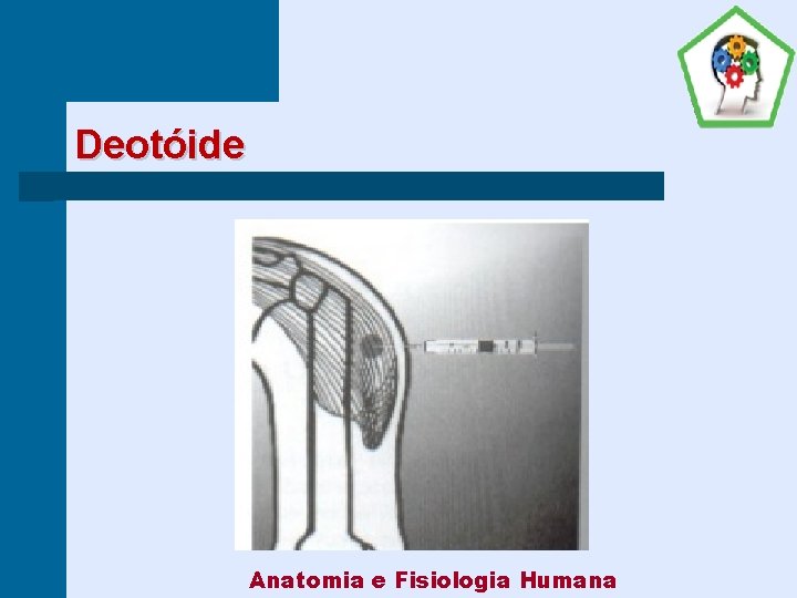Deotóide Anatomia e Fisiologia Humana 