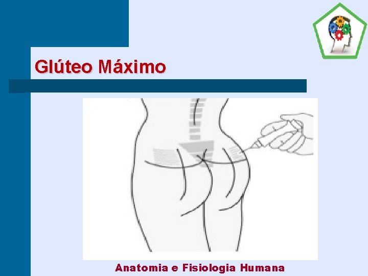 Glúteo Máximo Anatomia e Fisiologia Humana 