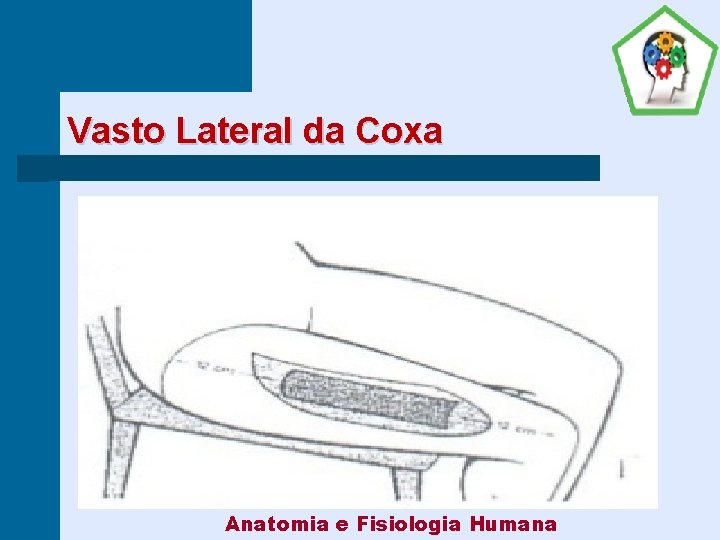 Vasto Lateral da Coxa Anatomia e Fisiologia Humana 