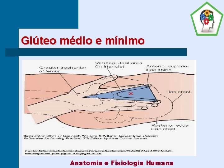 Glúteo médio e mínimo Anatomia e Fisiologia Humana 