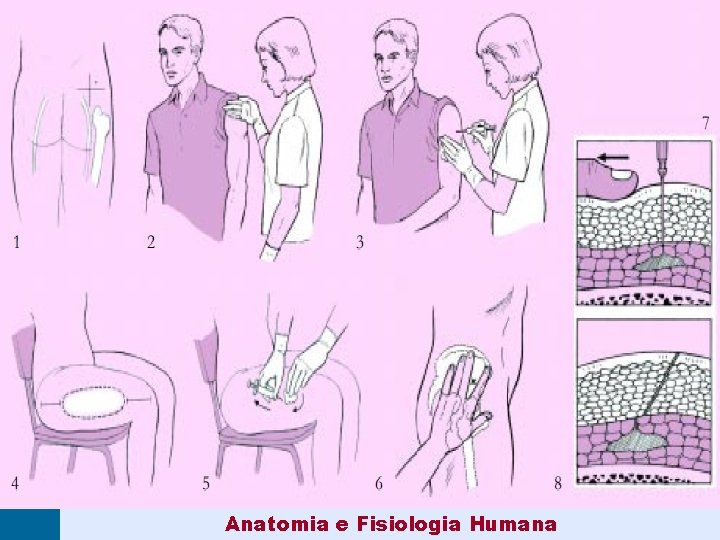 Anatomia e Fisiologia Humana 