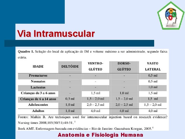Via Intramuscular Anatomia e Fisiologia Humana 
