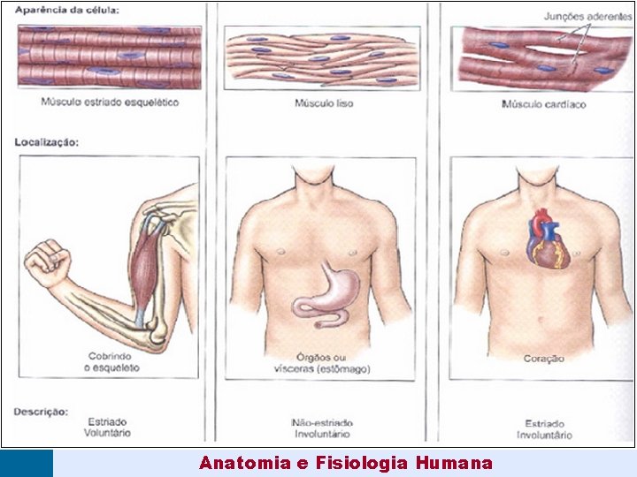 Anatomia e Fisiologia Humana 
