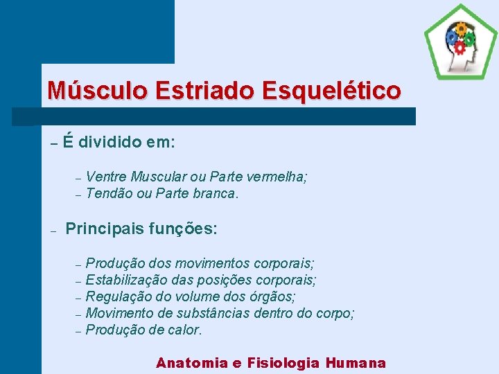 Músculo Estriado Esquelético – É dividido em: Ventre Muscular ou Parte vermelha; – Tendão