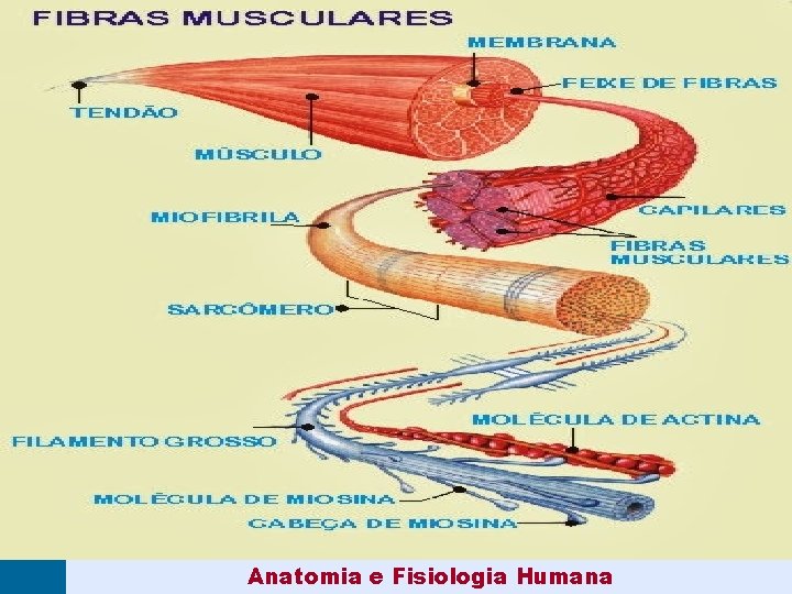 Anatomia e Fisiologia Humana 