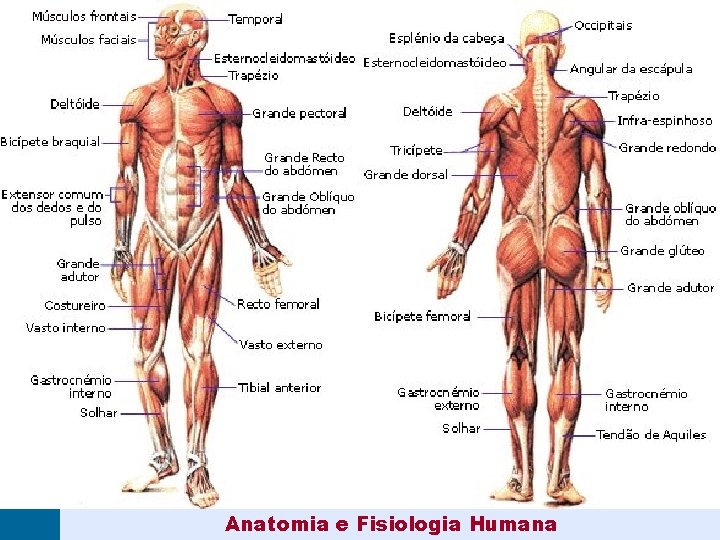 Anatomia e Fisiologia Humana 