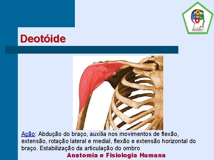 Deotóide Ação: Abdução do braço, auxilia nos movimentos de flexão, extensão, rotação lateral e