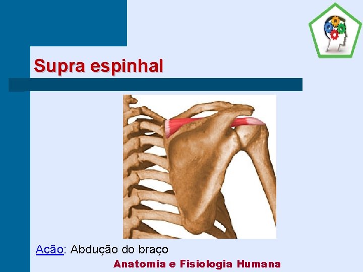 Supra espinhal Ação: Abdução do braço Anatomia e Fisiologia Humana 