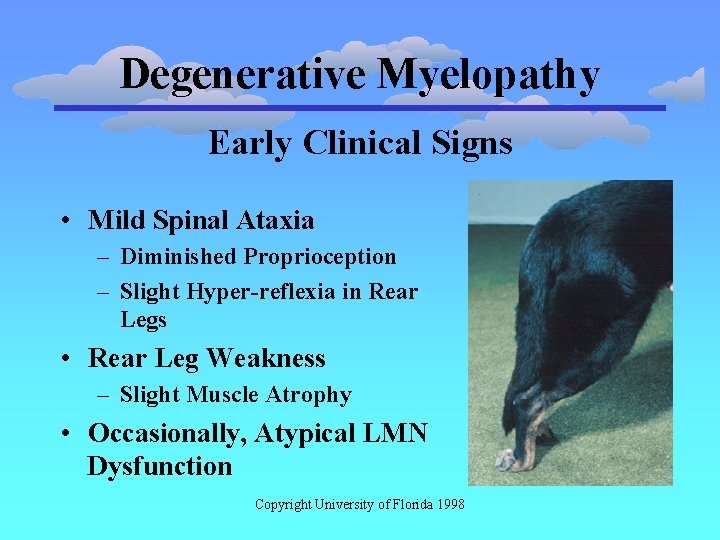 Degenerative Myelopathy Early Clinical Signs • Mild Spinal Ataxia – Diminished Proprioception – Slight