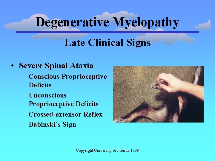 Degenerative Myelopathy Late Clinical Signs • Severe Spinal Ataxia – Conscious Proprioceptive Deficits –