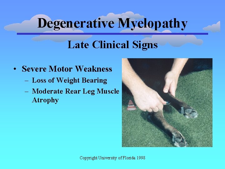 Degenerative Myelopathy Late Clinical Signs • Severe Motor Weakness – Loss of Weight Bearing
