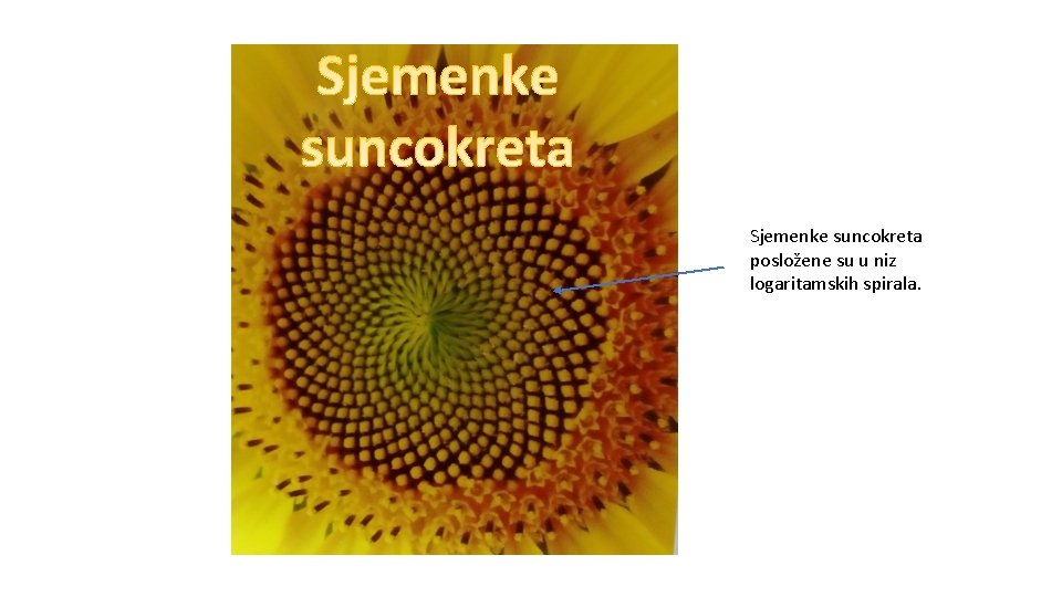Sjemenke suncokreta posložene su u niz logaritamskih spirala. 