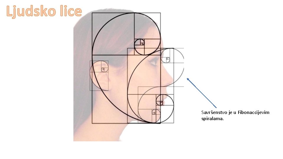 Ljudsko lice Savršenstvo je u Fibonaccijevim spiralama. 