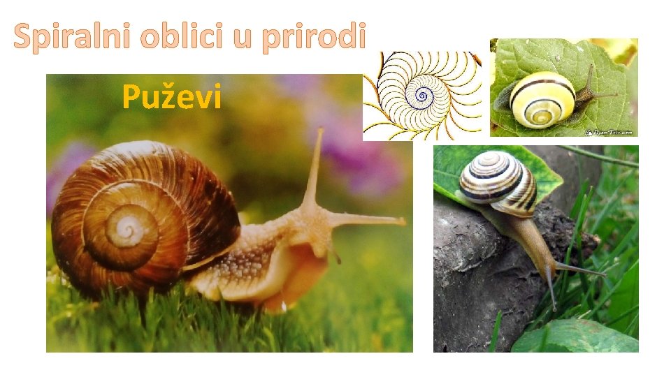 Spiralni oblici u prirodi Puževi 