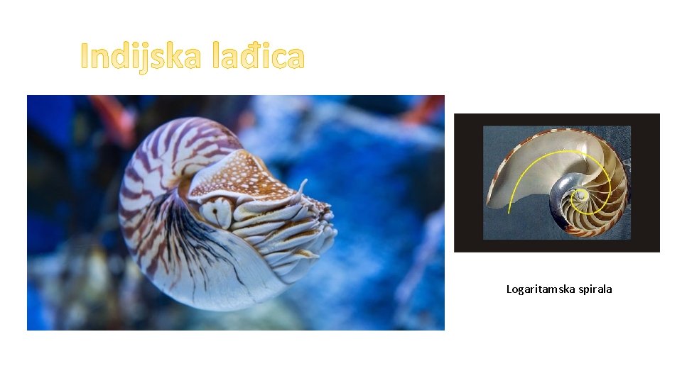 Logaritamska spirala 