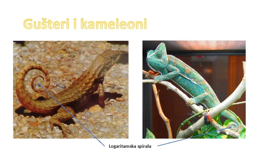 Logaritamska spirala 