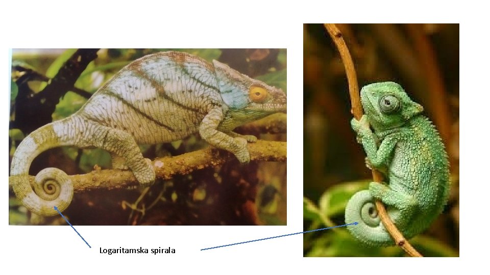 Logaritamska spirala 