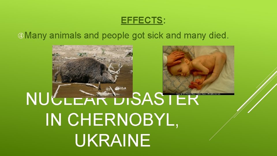 EFFECTS: Many animals and people got sick and many died. NUCLEAR DISASTER IN CHERNOBYL,