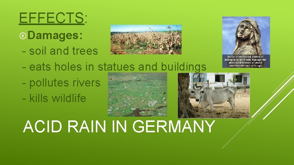 EFFECTS: Damages: - soil and trees - eats holes in statues and buildings -