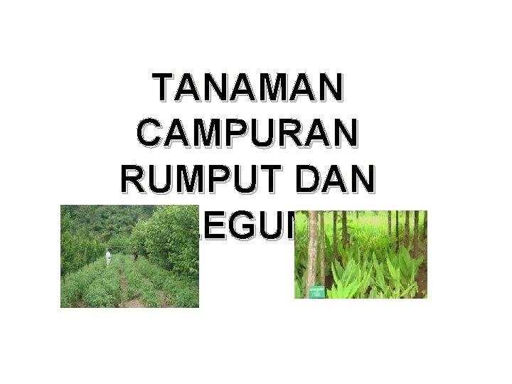 TANAMAN CAMPURAN RUMPUT DAN LEGUM 