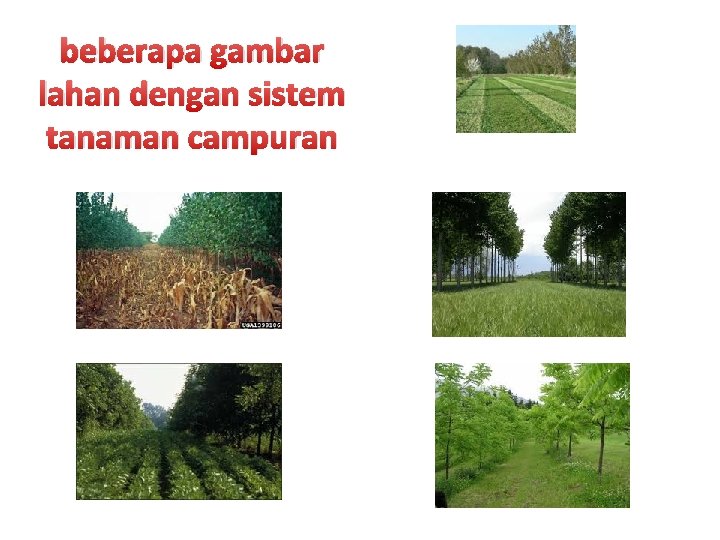 beberapa gambar lahan dengan sistem tanaman campuran 