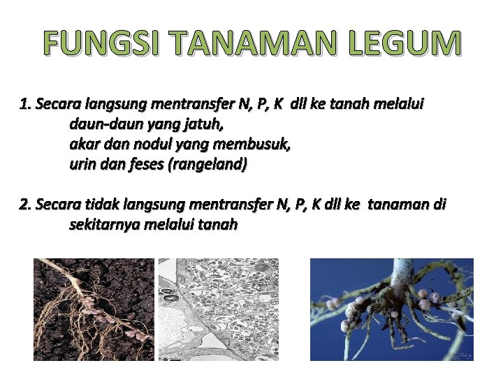 FUNGSI TANAMAN LEGUM 1. Secara langsung mentransfer N, P, K dll ke tanah melalui