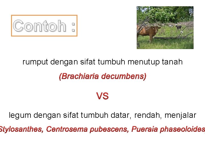 Contoh : rumput dengan sifat tumbuh menutup tanah legum dengan sifat tumbuh datar, rendah,