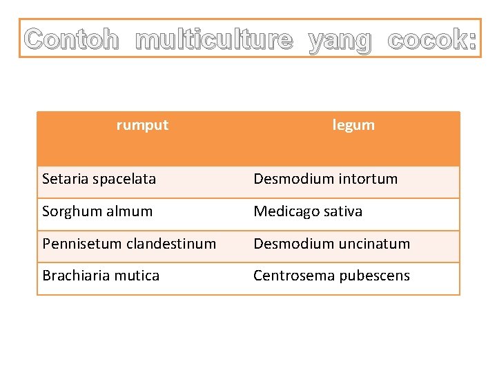 Contoh multiculture yang cocok: rumput legum Setaria spacelata Desmodium intortum Sorghum almum Medicago sativa