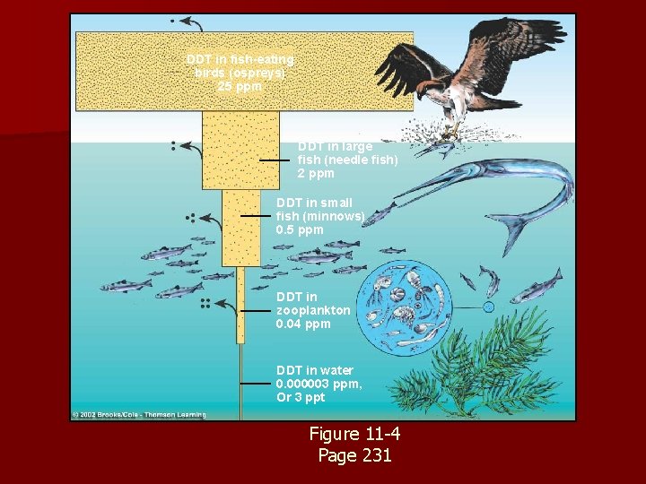 DDT in fish-eating birds (ospreys) 25 ppm DDT in large fish (needle fish) 2