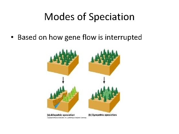 Modes of Speciation • Based on how gene flow is interrupted 