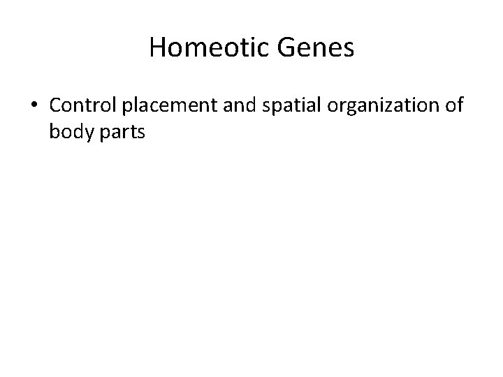 Homeotic Genes • Control placement and spatial organization of body parts 