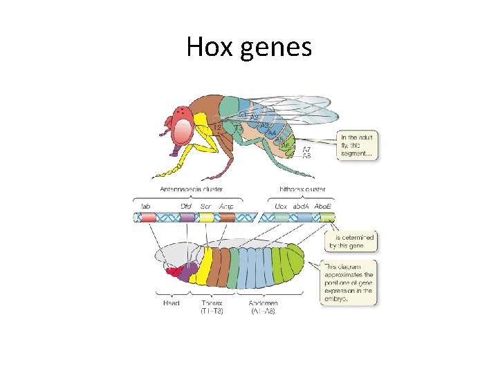 Hox genes 