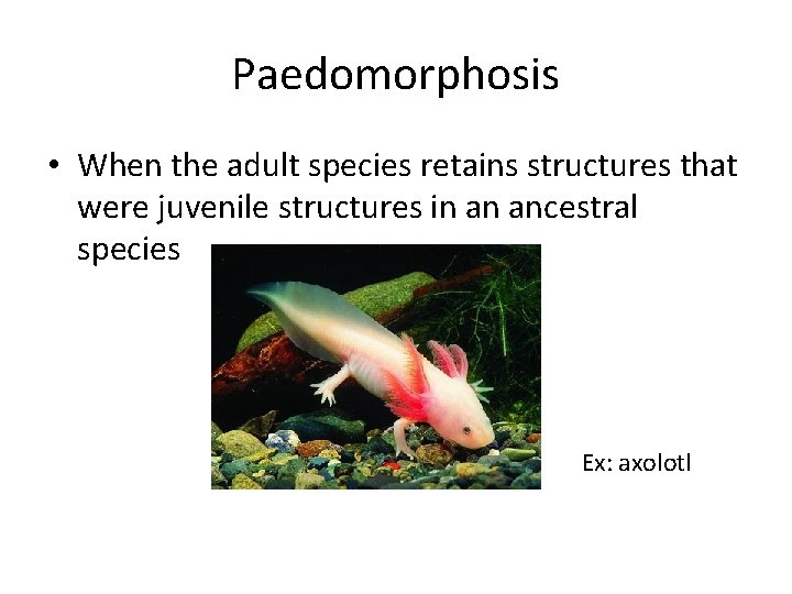 Paedomorphosis • When the adult species retains structures that were juvenile structures in an