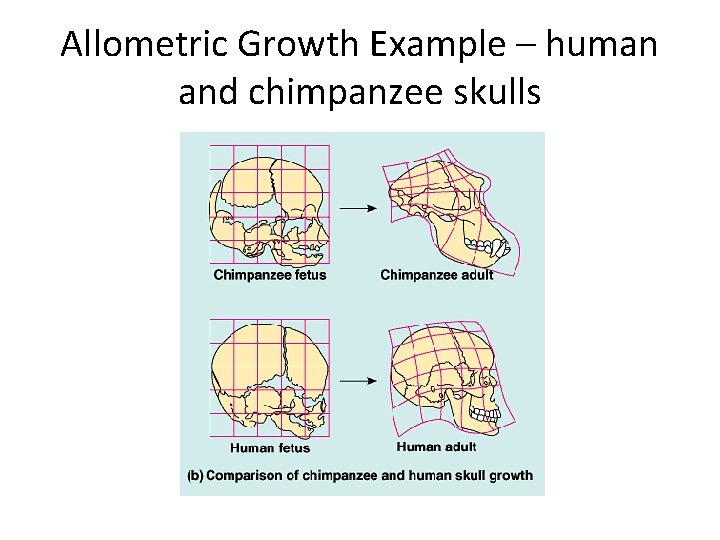 Allometric Growth Example – human and chimpanzee skulls 