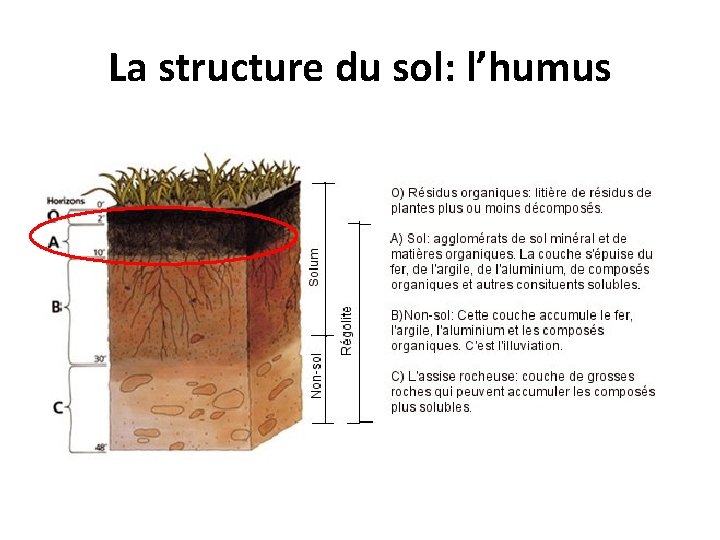 La structure du sol: l’humus 
