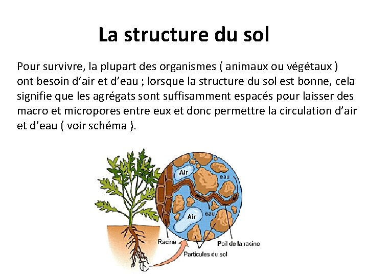 La structure du sol Pour survivre, la plupart des organismes ( animaux ou végétaux