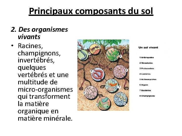 Principaux composants du sol 2. Des organismes vivants • Racines, champignons, invertébrés, quelques vertébrés