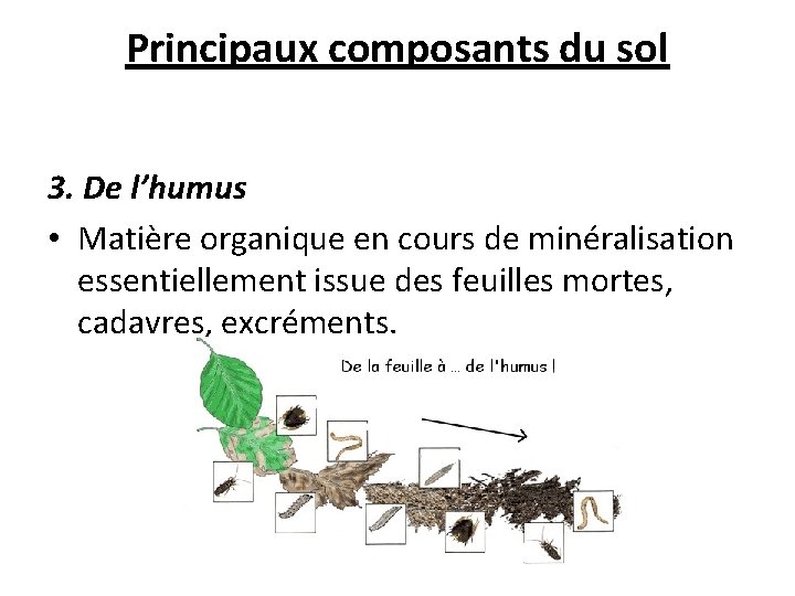 Principaux composants du sol 3. De l’humus • Matière organique en cours de minéralisation