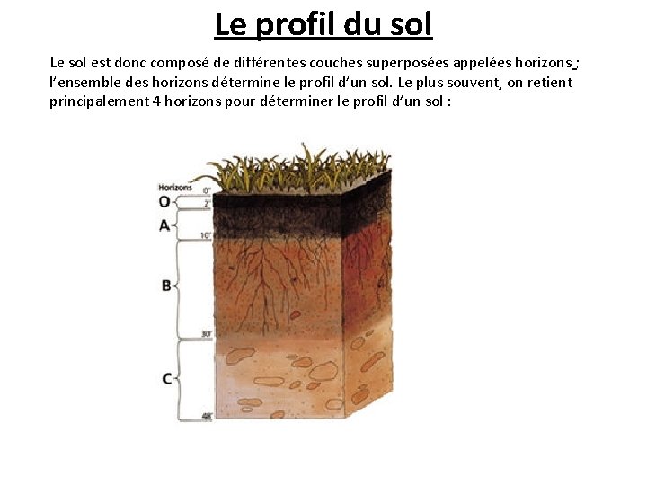 Le profil du sol Le sol est donc composé de différentes couches superposées appelées