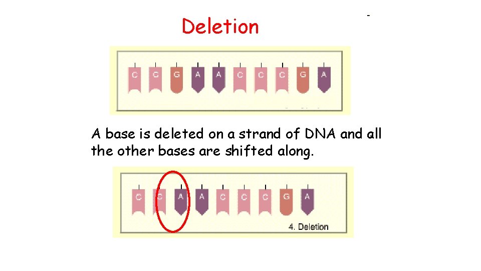 Deletion A base is deleted on a strand of DNA and all the other
