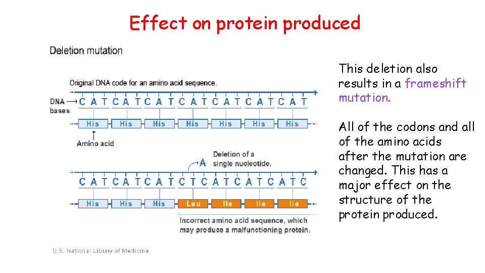 Effect on protein produced This deletion also results in a frameshift mutation. All of