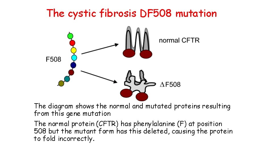The cystic fibrosis DF 508 mutation The diagram shows the normal and mutated proteins