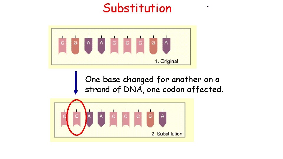 Substitution One base changed for another on a strand of DNA, one codon affected.