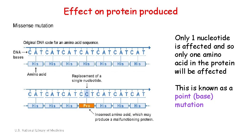Effect on protein produced Only 1 nucleotide is affected and so only one amino