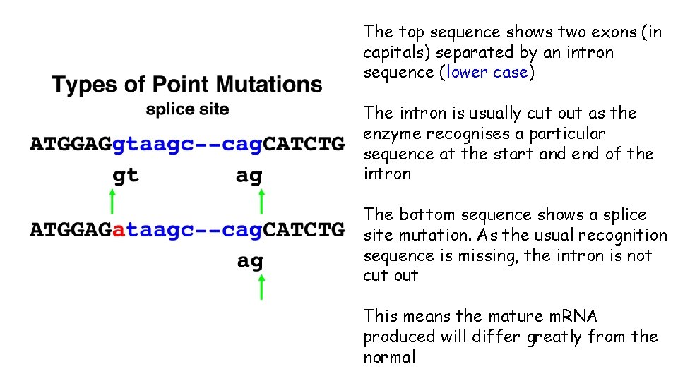 The top sequence shows two exons (in capitals) separated by an intron sequence (lower
