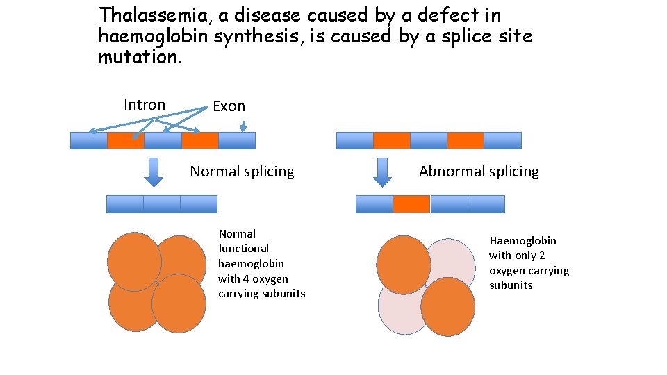 Thalassemia, a disease caused by a defect in haemoglobin synthesis, is caused by a