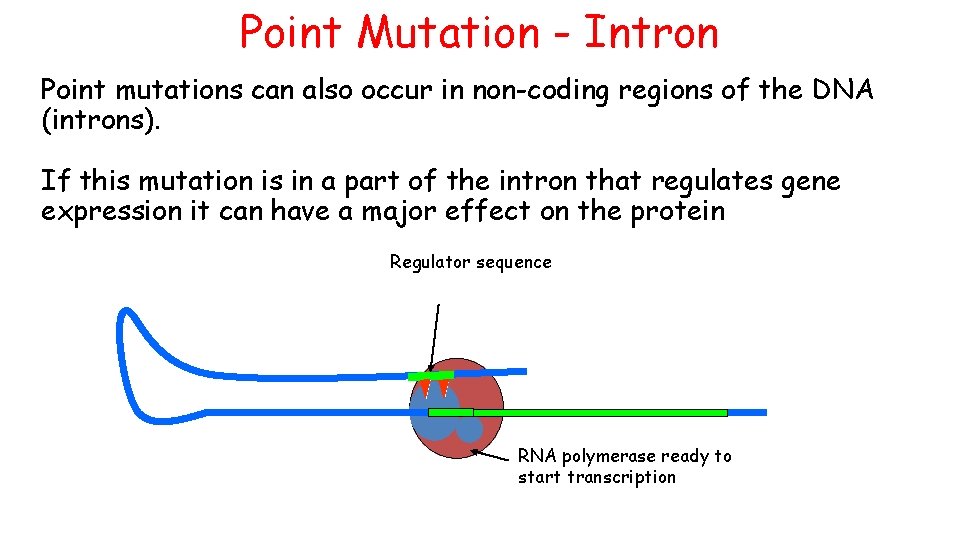 Point Mutation - Intron Point mutations can also occur in non-coding regions of the