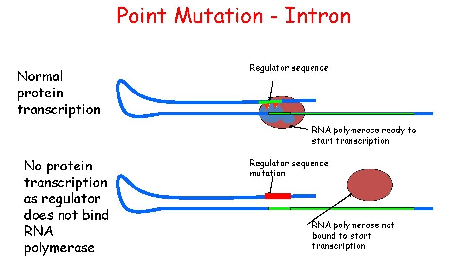 Point Mutation - Intron Normal protein transcription Regulator sequence RNA polymerase ready to start